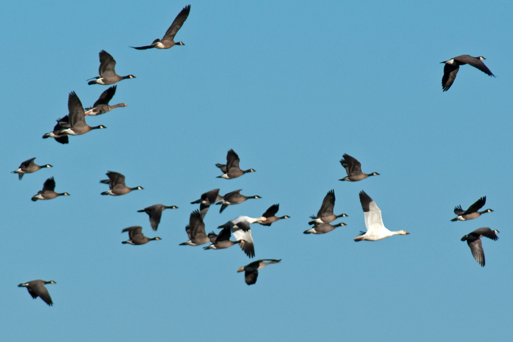 Snow Goose and Cackling Goose